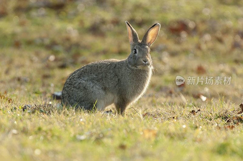 兔子(Oryctolagus cuniculus)